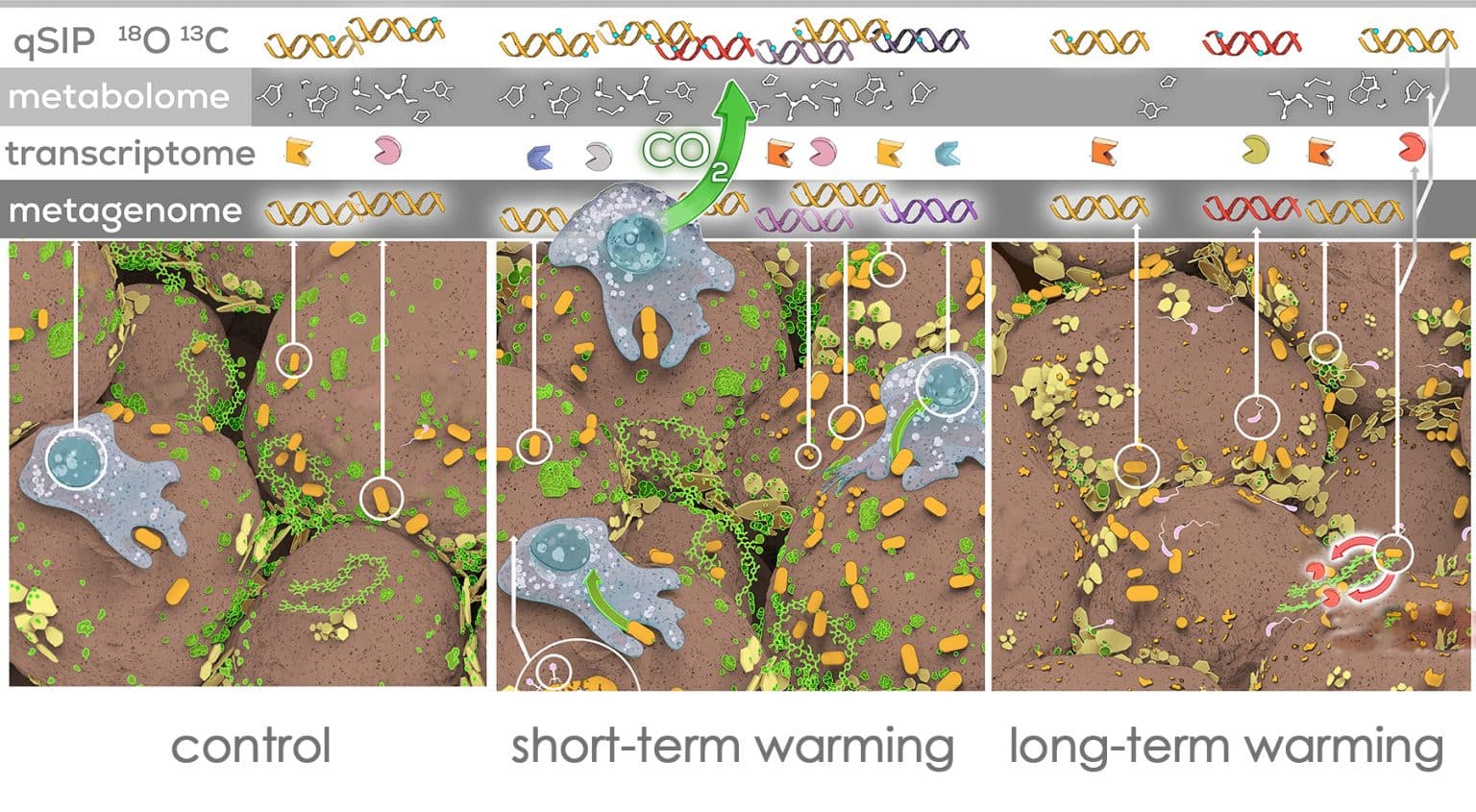A trio of illustrated panels depicts the soil microbial communities in three treatments of a long-term warming experiment north of Flagstaff, Arizona. The panels are labeled in gray text, left to right: control, short-term warming, long-term warming. The control treatment, far left, depicts bacteria, protists, and other microorganisms identified by sequencing the soil’s metagenome in yellow, orange, green, and blue, along with chains of available nutrients. Soil depicted in the center panel, which has undergone short-term warming, shows an increased abundance and diversity of microbes, some of which are growing, incorporating nutrients, and respiring carbon dioxide. The soil that has undergone long-term warming, imagined in the panel on the right, shows fewer microbial species and competitive relationships that are developing for control of the scarcer nutrients.