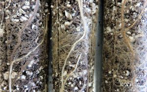 Roots exploring native soil (inoculum) layered within a background mix of potting soil