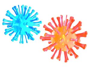 A blue and an orange microbe as seen microscopically on white background.