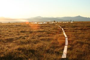 Early morning at the Carbon in Permafrost Experimental Heating Project (CiPEHR) in Alaska with permafrost in the foreground, mountains in the background.