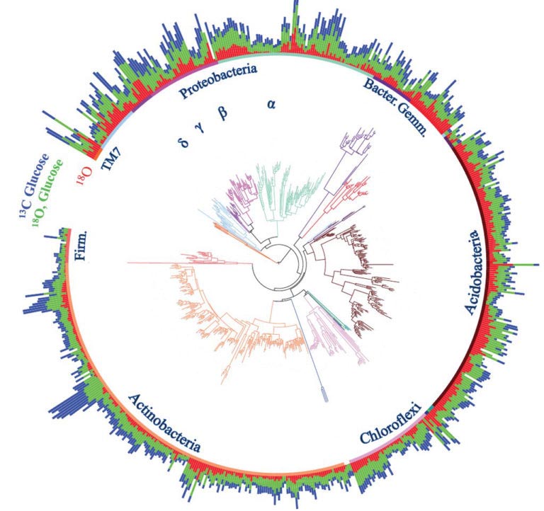 Circular color graphic shows the use of carbon and oxygen within different soil bacteria.