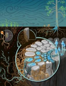 Microscopic visual illustration of Ectomycorrhizal fungi on the roots of a tree.