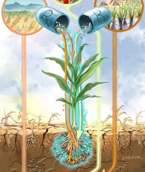 Could drought-quenching bacteria stabilize future crop yields?