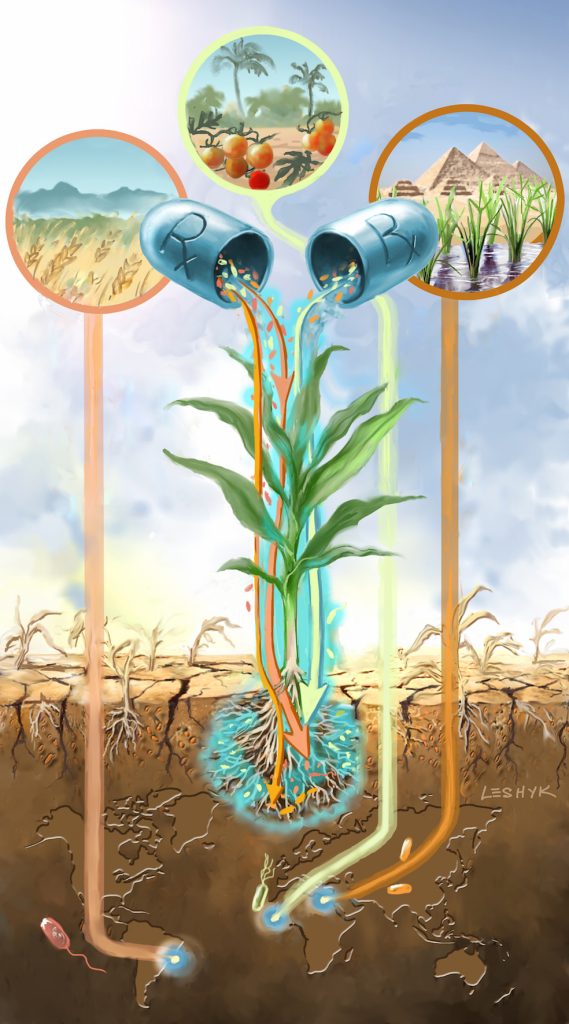 leshyk illustration rhizosphere