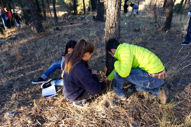 Two students kneeling on the forest floor among ponderosa pines, placing litter bags