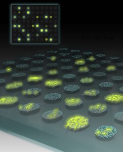 leshyk illustration fluorescence