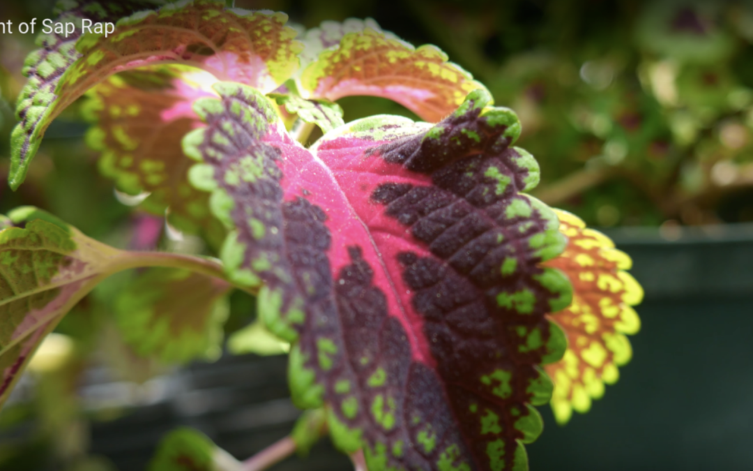 The Ascent of Sap Rap