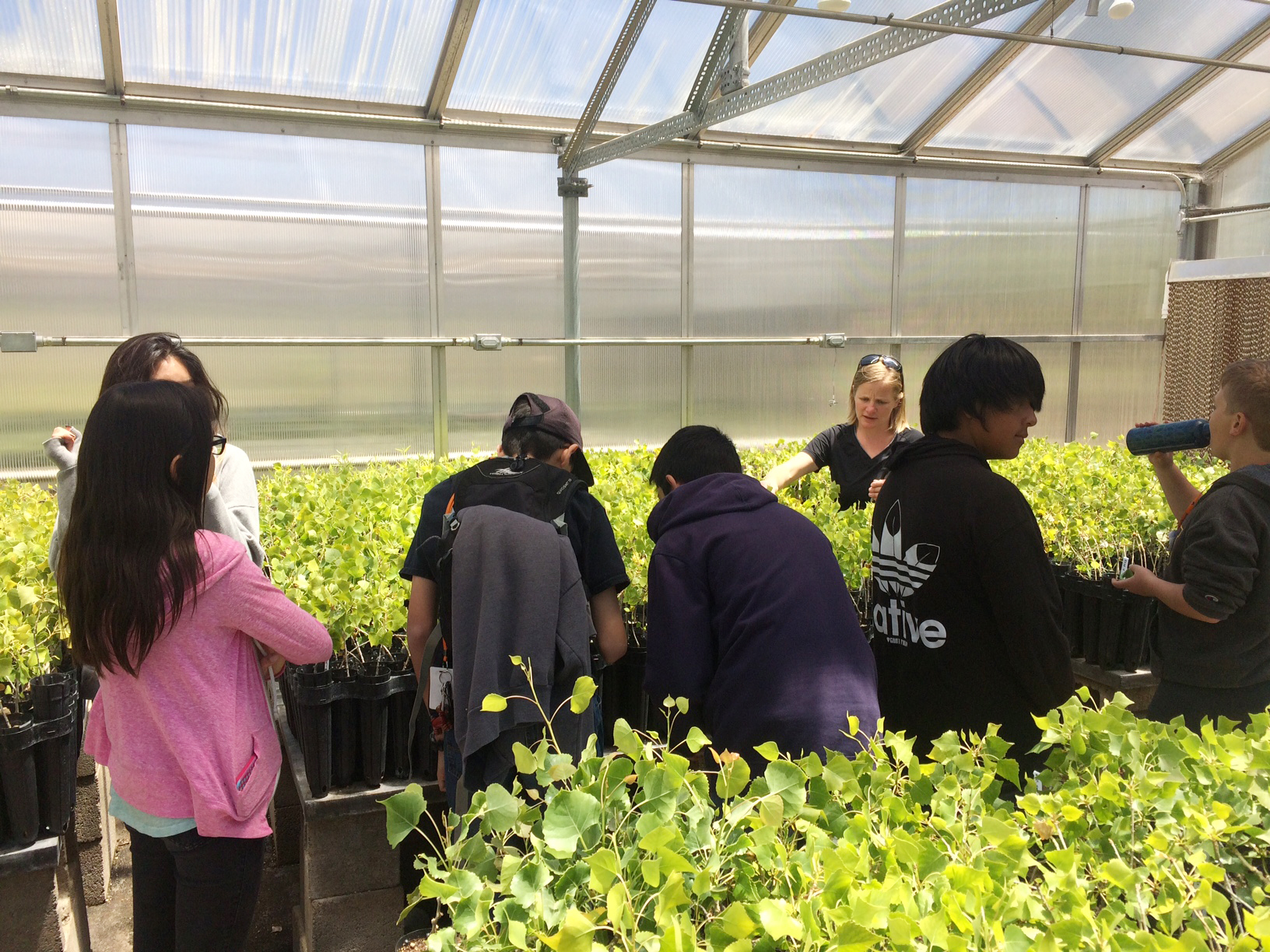 Middle-school students exploring rows of seedlings in the NAU campus greenhouse