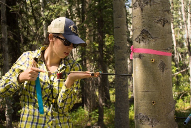 norma rivera core from aspen tree in alaska
