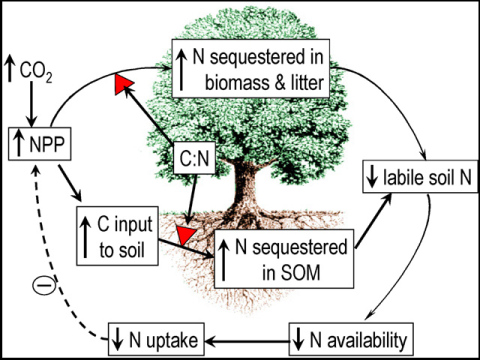 Luo Lab | ECOSS - The Center for Ecosystem Science and Society