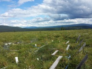schuurlab fieldsite in Healy