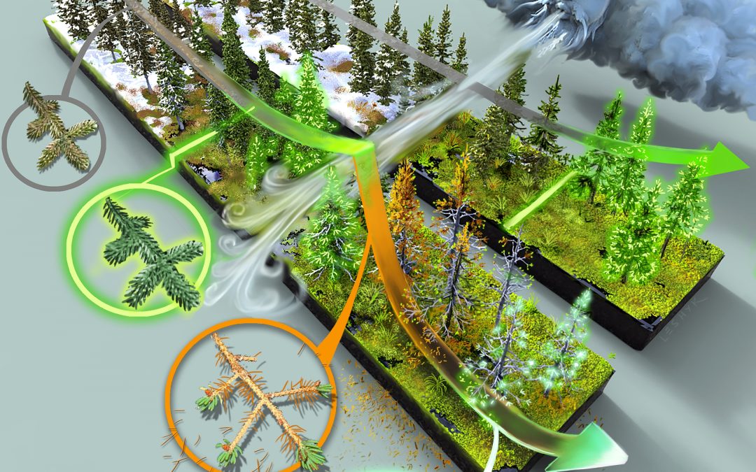 New Ecoss publication shows that warmer temperatures lengthen growing season and increase plants’ vulnerability to frost