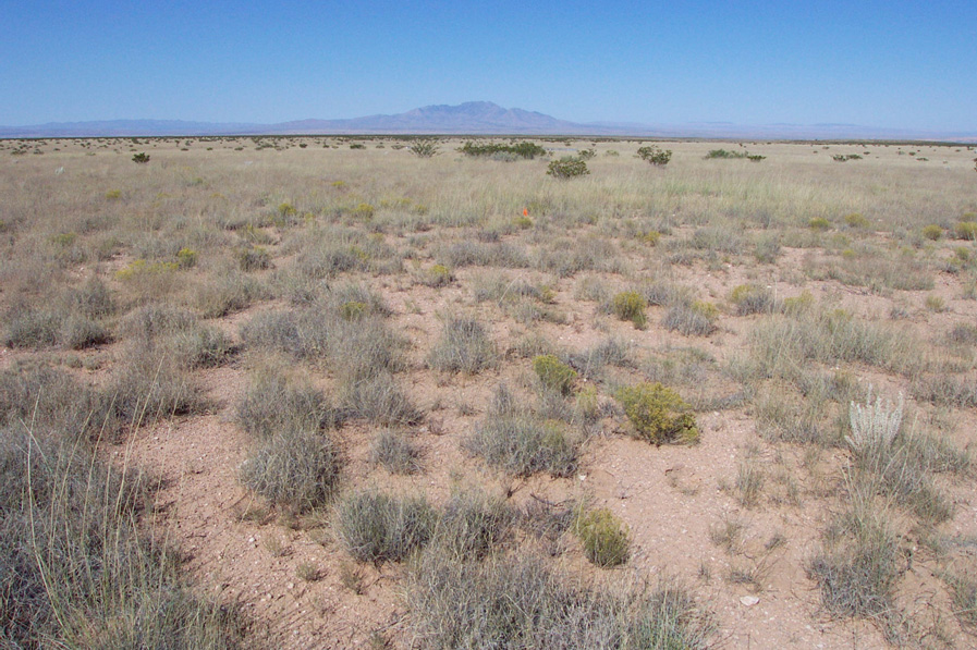 Ecoss ecologist Yiqi Luo part of new NSF grant studying dryland ecosystems