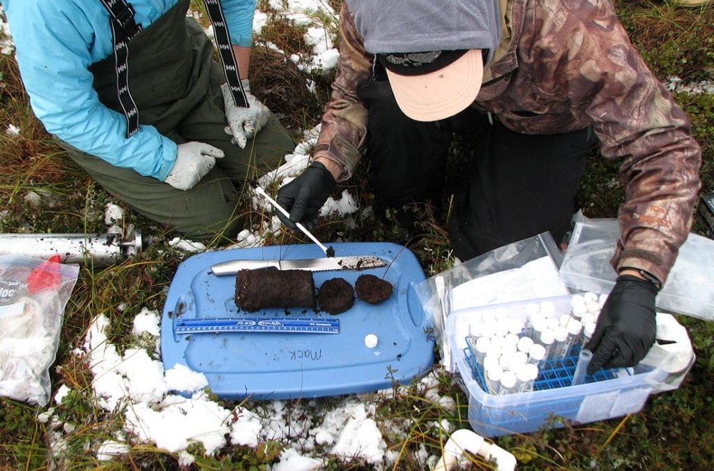 Ecoss researchers find fungi in permafrost get nutrients through surprising route