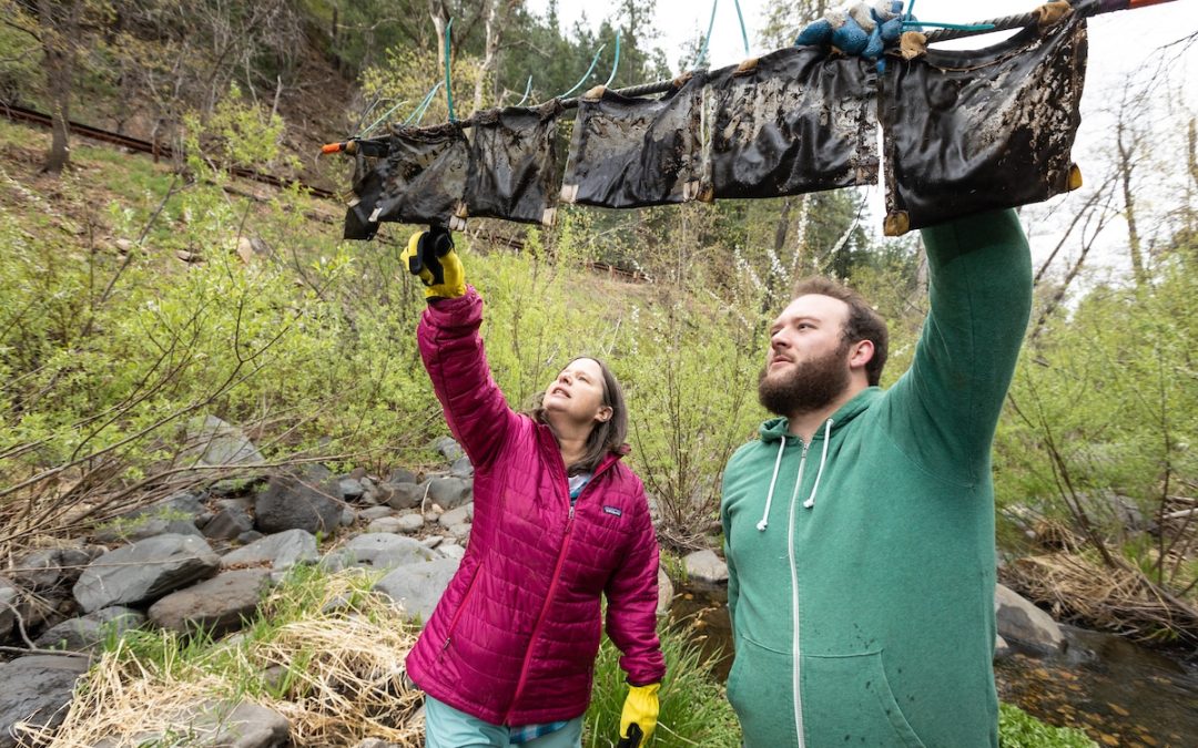 Ecoss stream ecology progress