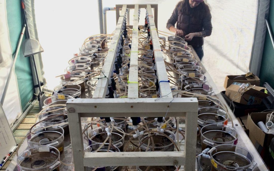 Ecoss graduate student builds ‘Kraken’ to see where carbon will go in warmer streams