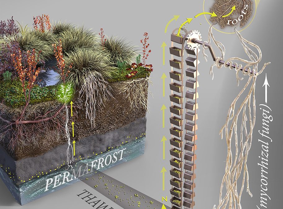 Ecoss researchers find that connector fungi offer new clues to fate of nitrogen in warming tundra