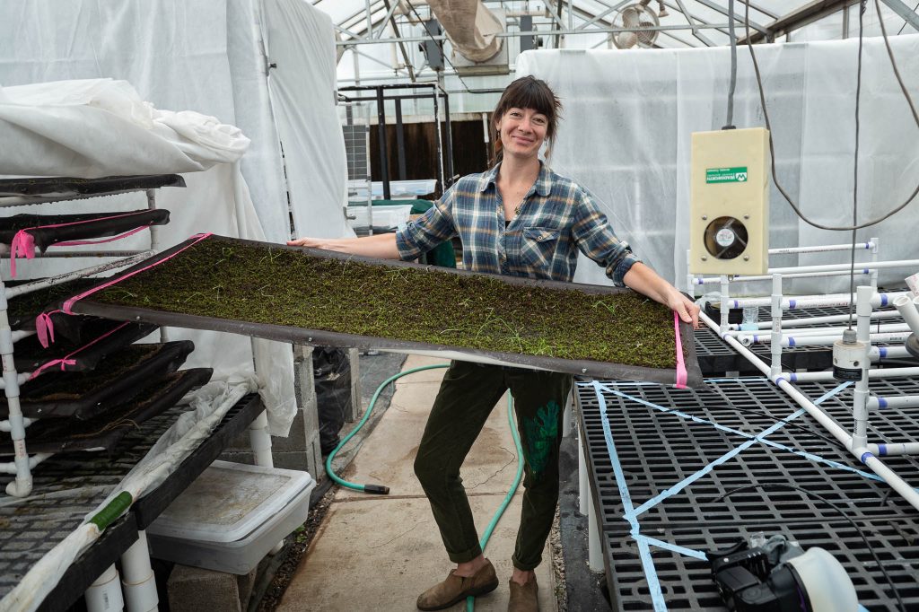 Graduate student in flannel shirt holding large tray of experimental moss inside greenhouse.