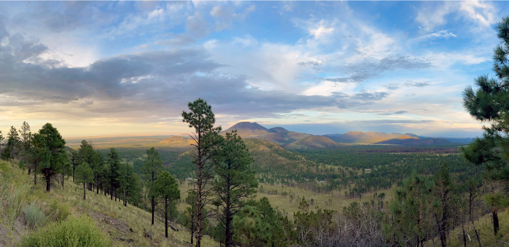 Ponderosa pine forest and volcanic peaks near Flagstaff at golden hour