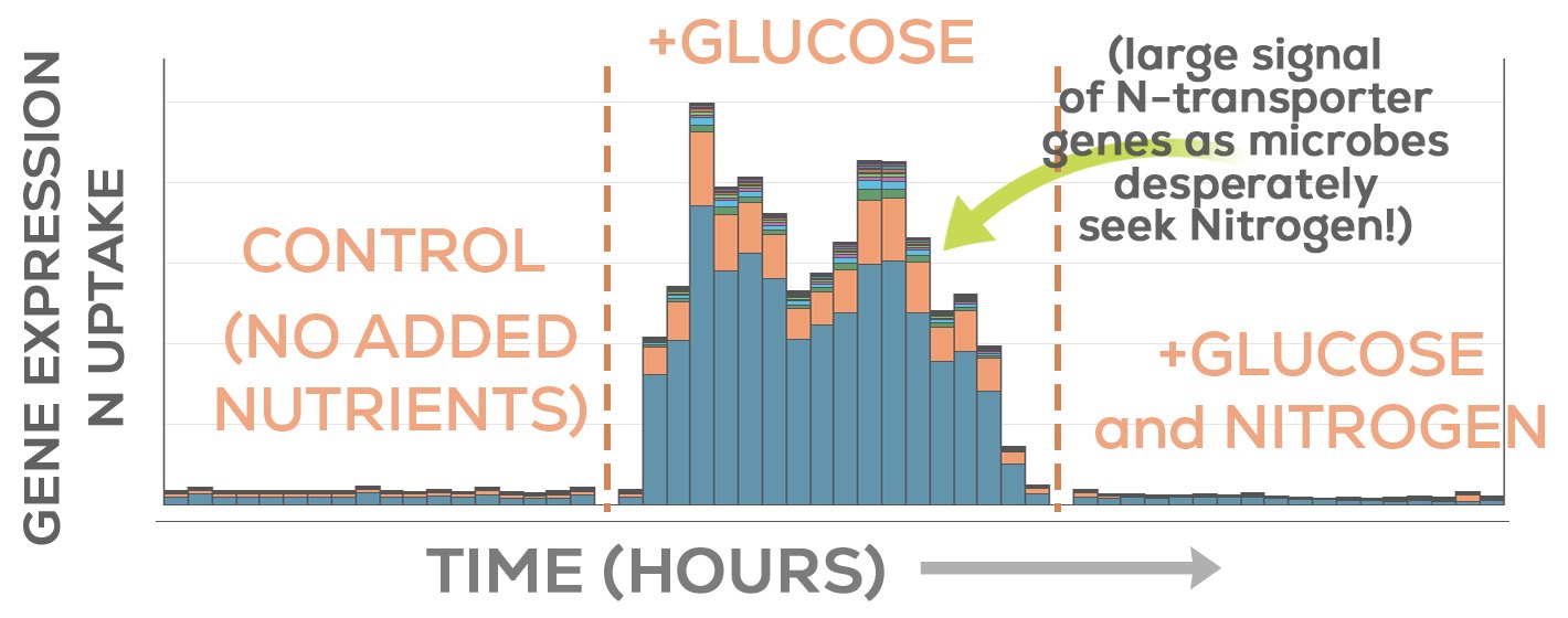 Bar chart of nitrogen-uptake gene expression over time: flat in the control soil, a large peak after glucose is added as microbes seek nitrogen, and flat again when glucose and nitrogen are added together