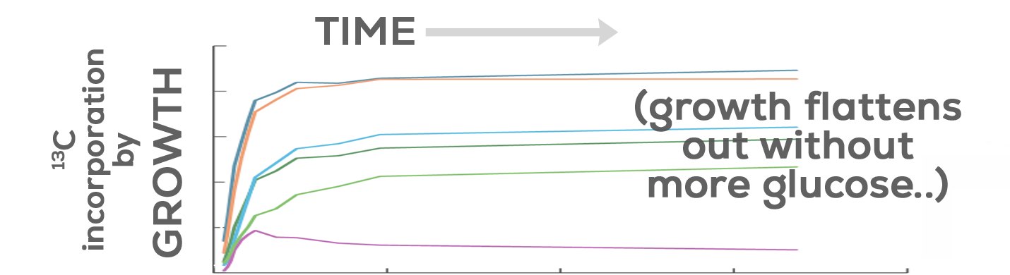 Line chart of growth (13C incorporation) over time for several microbial groups: each rises steeply, then flattens without more glucose