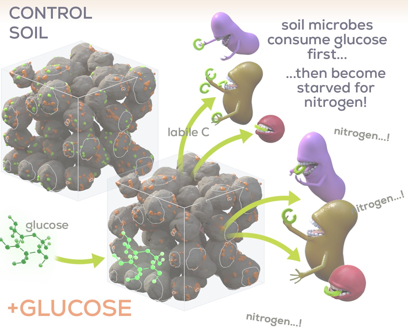 Illustration: a control soil block, then the same soil with glucose added. Cartoon microbes eat the glucose first, then turn to call out for nitrogen
