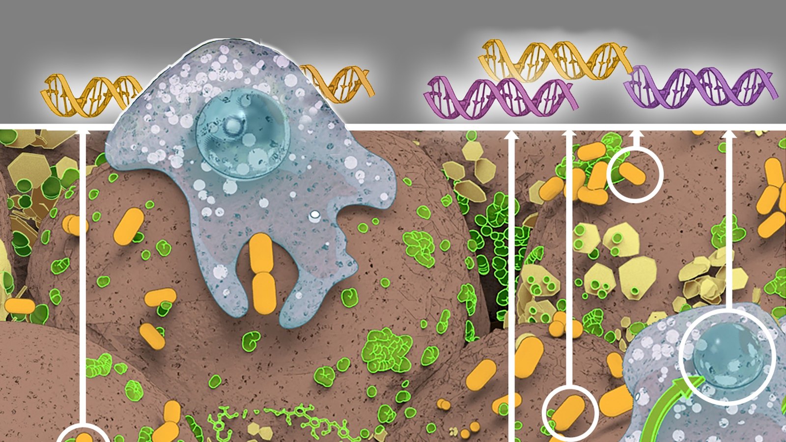 Illustration of a soil pore: amoebas and orange bacteria among mineral grains and green organic matter, with white lines rising from individual microbes to DNA strands above — the molecular messages the lab listens to